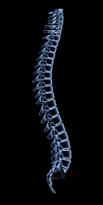 Spine